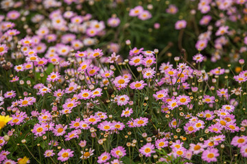 Beautiful white Narrowleaf Zinnia or Classic Zinnia flowers