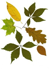 Set of autumn leaves isolated on white background. Herbarium. Leaves of different trees and shrubs, the top view. Photo close-up