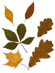 Set of autumn leaves isolated on white background. Herbarium. Leaves of different trees and shrubs, the top view. Photo close-up