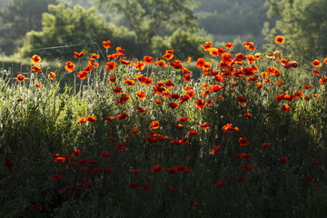 flowering poppies on the slope near the road in the backlight, colorful spring natural background