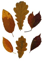 Set of autumn leaves isolated on white background. Herbarium. Leaves of different trees and shrubs, the top view. Photo close-up