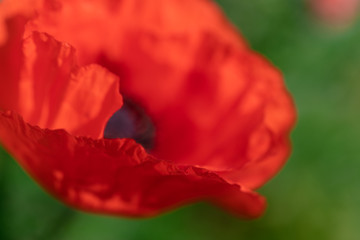 fresh beautiful red poppies on green field