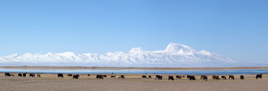 Panorama of Gurla Mandhata Mount and herd of yaks at Manasarovar lake in Tibet