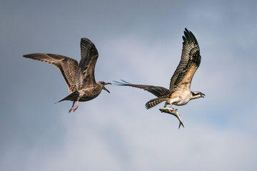 Fototapeta premium Osprey Vs. Gull V