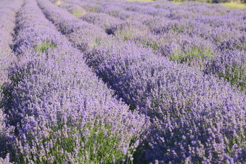 Fototapeta na wymiar lavender field Provence France