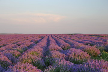 Fototapeta na wymiar lavender field Provence France