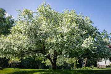 Blooming apple trees in the garden