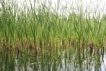 Scirpus plants on the lake  © taraskobryn