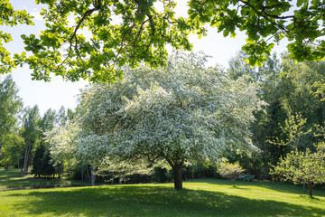 Fototapeta na wymiar Blooming apple trees in the garden