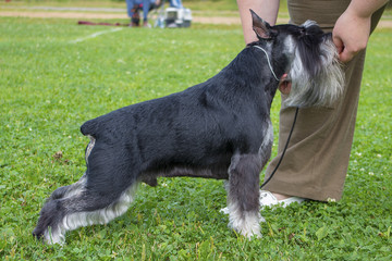 mittelschnauzer black with silver in nature