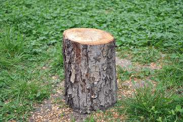 tree stump on the green grass