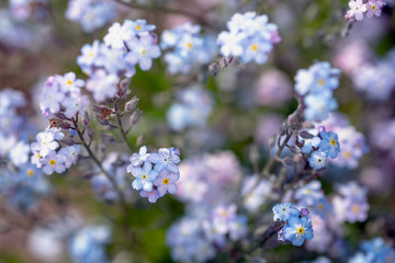 small blue flowers forget-me-not the field, toning