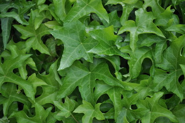 Green plant ivy-bound wall, background and texture