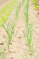 Young shoots of onions. Green long shoots of onion leaves, growing vegetables in the field. A farm for growing ecologically clean etchings and crops. Agro-industry, organic, fresh green.