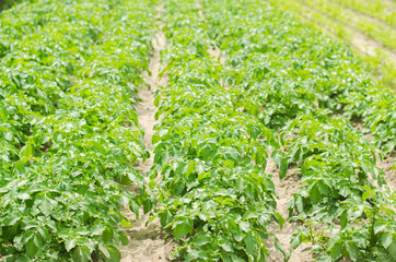 Flat beds in the field with potatoes. Green potato bushes with potato tubers .. Farmer field, organic farming of fruits and vegetables, agro-industry, agriculture. Cultivation and harvesting.