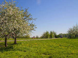 Fototapeta na wymiar Apple tree blooms in the Park, landscape