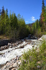 Fototapeta na wymiar Creek at Highway 93, Jasper National Park