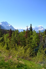 Athabasca Lookout 3