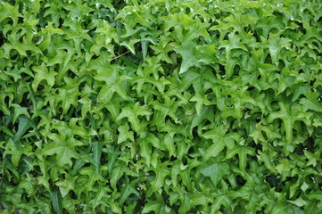 Fototapeta na wymiar Green plant ivy-bound wall, background and texture