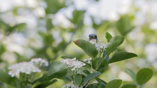 A dung beetle sits on a Bush with white flowers. The wind blows, the branches swing