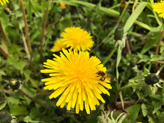 Bright yellow dandelion and wasp