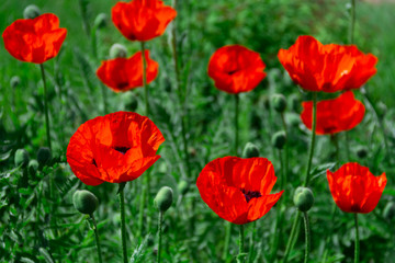 Fototapeta na wymiar fresh beautiful red poppies on green field