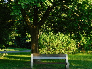A bench in the park illuminated by the evening sun