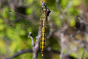A yellow female dragonfly, a Ruddy darter, Sympetrum sanguineum, resting on a branch