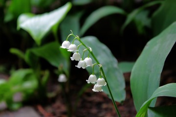 Lily of the valley flowers in a garden