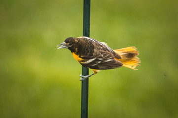 oriel bird sideways on post