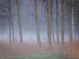 fog i  the wild forest at the atumn morning with deers