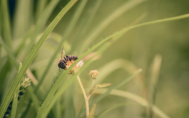 Bee