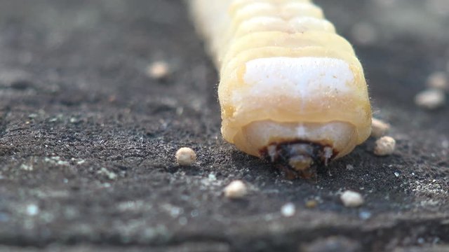 European sculptured pine borer (Chalcophora mariana), Insect close-up larvae bark beetle