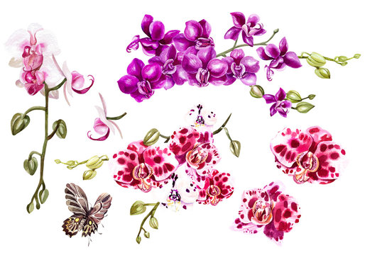 Watercolor set with different tropical orchids and  butterfly. 