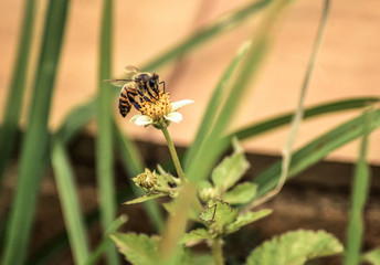 Abelha flower