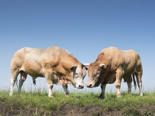 two blonde d'aquitaine bulls in dutch green grassy meadow in the netherlands