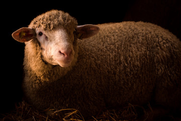 sheep livestock farm animal