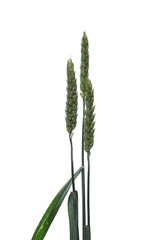 Green wheat isolated on white background