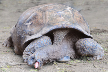 The Aldabra giant tortoise (Aldabrachelys gigantea), from the islands of the Aldabra Atoll in the Seychelles
 - obrazy, fototapety, plakaty