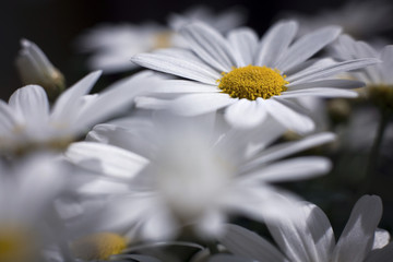 Daisies © megselv