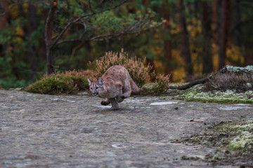An endangered Florida PantherCougar(Puma concolor)