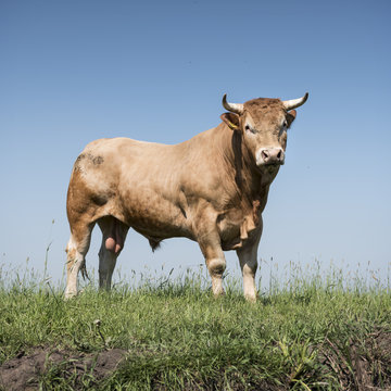 blonde d'aquitaine bull in green grassy meadow with blue sky as background