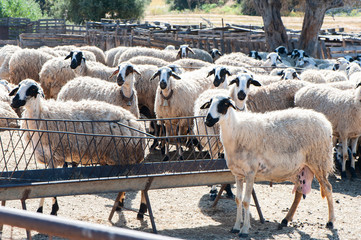 Fototapeta premium Herd of sheep in a pen, in a colorful village