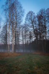 Obraz premium fog i the wild forest at the atumn morning