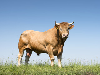 blonde d'aquitaine bull in green grassy meadow with blue sky as background - 205946551