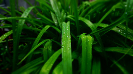 beautiful drops on grass after rain in the garden