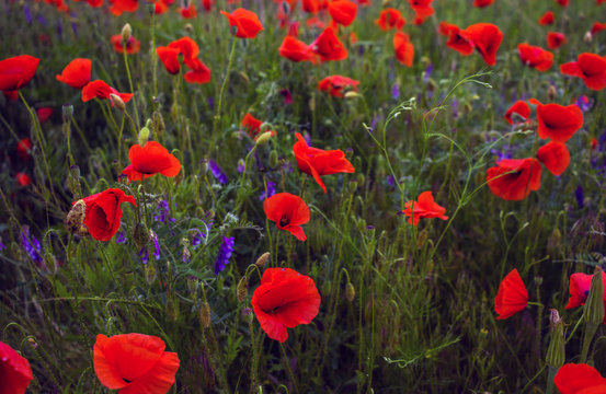 wild poppy flower at sunset