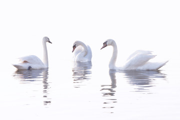Drie witte zwanen zwemmen op het kalme water