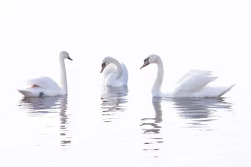 Washable wall murals Swan Three  White Swans  are Swimming on the Calm Water