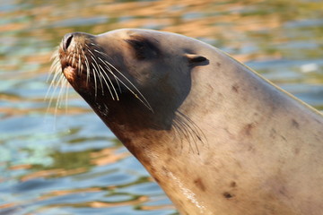 Fototapeta premium Seal Close Up